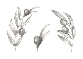 Olives and olive branches with leaves.