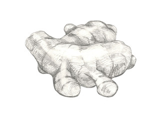 Ginger hand drawn pencil illustration isolated on white background.