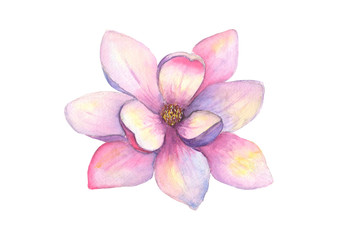 Fototapeta na wymiar Watercolor beautiful magnolia flower isolated on white background. Watercolour spring elegant botanical illustration