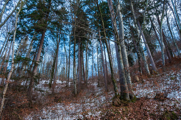 Deep forest in winter with small amount of snow and on sunny weather