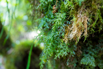 Rainforests of Nepal. Road and vegetation on the way to Everest