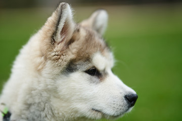 alaskan malamute