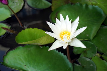White lotus flowers in the lotus pond