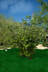 Зелёный уголок