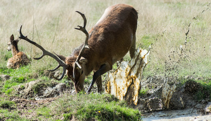 Cerf de boue
