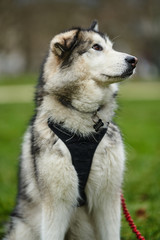 alaskan malamute