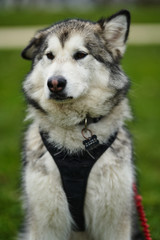 alaskan malamute