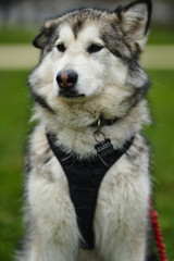 alaskan malamute