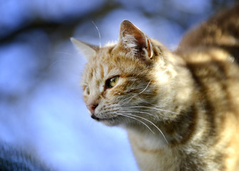 image of a domestic brown cat pictured outdoor