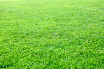 Fototapeta na wymiar Empty Green Lawn