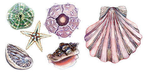 Watercolor illustration - seashells of different shapes and sea urchins