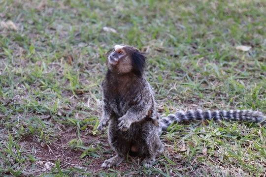 Sagui