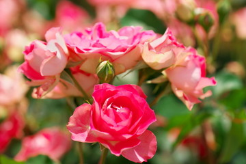 見頃を迎えた花園