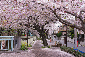 大きな桜の木と花びら　日本の春の風景
