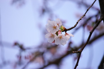 桜に誘われて