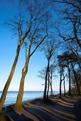 Küstenwald mit Buchen an der Steilküste von Warnemünde