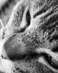 détail de chat