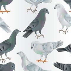 Seamless texture white and gray  Carriers pigeons domestic breeds sports intelligent birds vintage  vector  animals illustration for design hand draw