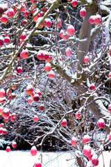 Apples on a tree covered in snow