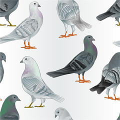 Seamless texture gray and  white Carriers pigeons domestic breeds sports intelligent birds vintage  vector  animals illustration for design hand draw