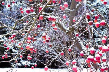 Snow piled on apples on a tree