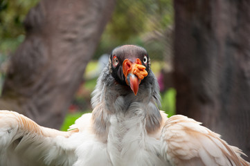 King vulture on a close up shot