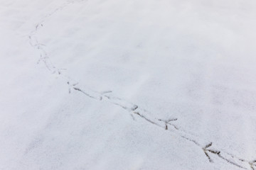 Fototapeta na wymiar footprints of birds on the cobblestones