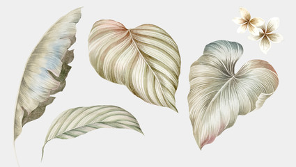 Flowers watercolor illustration.Manual composition.Big Set watercolor elements.