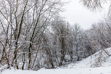 snowy trees in the park of Kaluga, Russia