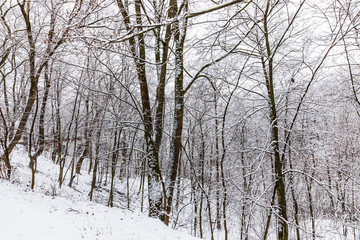 snowy trees in the park of Kaluga, Russia