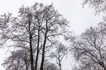 snowy trees in the park of Kaluga, Russia