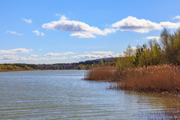 Lake with reeds on the beach at springtime