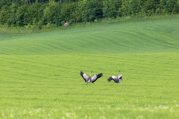 Obraz premium Cranes landing on the meadow