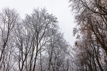 Fototapeta na wymiar snowy trees in the park of Kaluga, Russia