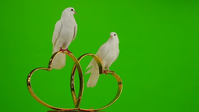 Wedding doves sit on a wedding symbol of golden hearts. green screen.