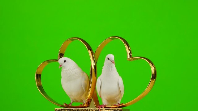 Wedding doves sit on a wedding symbol of golden hearts. green screen.