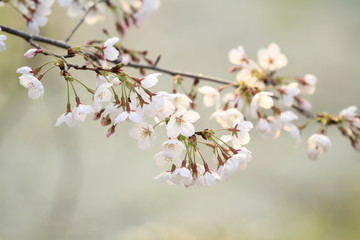 桜の春