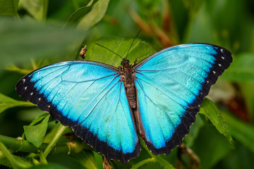 Granada morpho - Morpho granadensis, iconic beautiful large butterfly from Central American forests, Costa Rica.