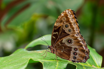 Granada morpho - Morpho granadensis, iconic beautiful large butterfly from Central American forests, Costa Rica.