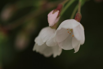 桜咲く