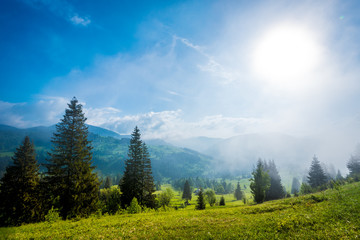 Stunning gorgeous view of trees growing on hills