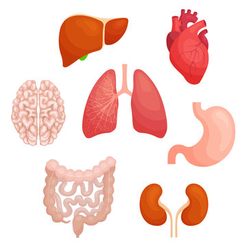 Set of human organs. Drawn brain, heart, intestines, kidneys, lungs, liver and stomach isolated on white background. Vector illustration in cartoon style on the subject of anatomy and body health.
