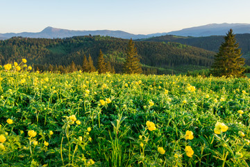 Magical view of the meadow with yellow wildflowers