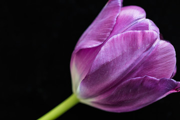 Close up of one purple pink tulip flower on the black nackground.