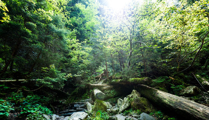 Obraz premium Mesmerizing view of centuries-old green fir