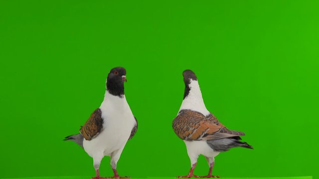 two German pigeon modena isolated on gren screen, flying dove