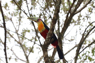 colorful bird on tree