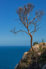 Lonely dry tree on the steep rock of the peak Penon de Ifach against the background of the Mediterranean sea, Spain
