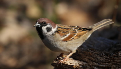 Tree sparrow on branch, passer montanus
