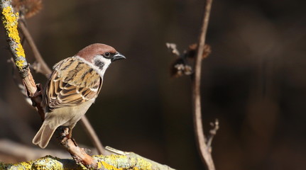 Tree sparrow on branch, passer montanus